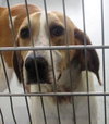 Pound Dog-Petunia 135211