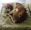 Pound Dog-Petunia 135211
