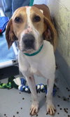 Pound Dog-Petunia 135211