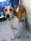 Pound Dog-Petunia 135211