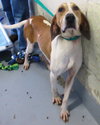 Pound Dog-Petunia 135211
