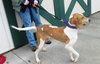 Pound Dog-Petunia 135211