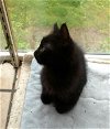 Caleapso - Black Kitten