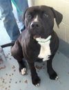 Pound Dog-Thor 135248
