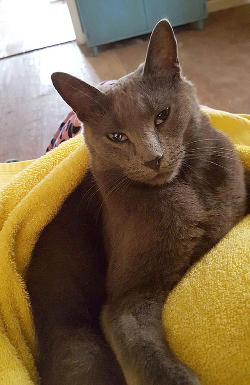 Mozart - Cat