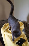 Mozart - Cat