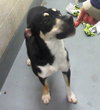 Pound Dog-Sheba 135310