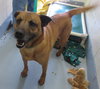 Pound Dog-Twizzler 135504