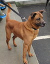Pound Dog-Twizzler 135504