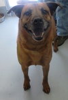 Pound Dog-Twizzler 135504