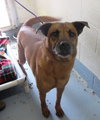 Pound Dog-Twizzler 135504