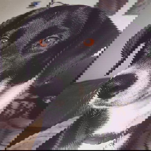 Avi
