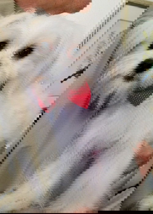Puff