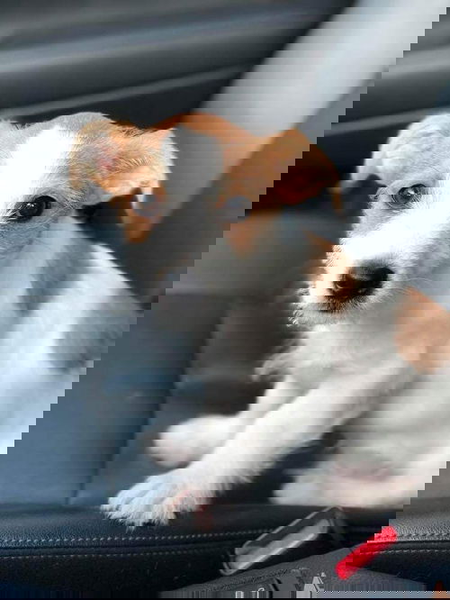 Steelix