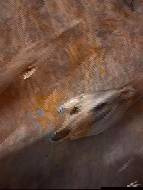 Herman