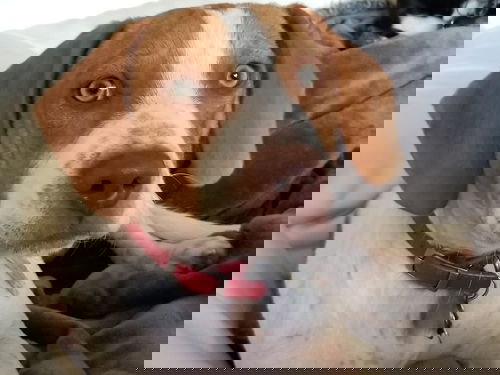 Woola