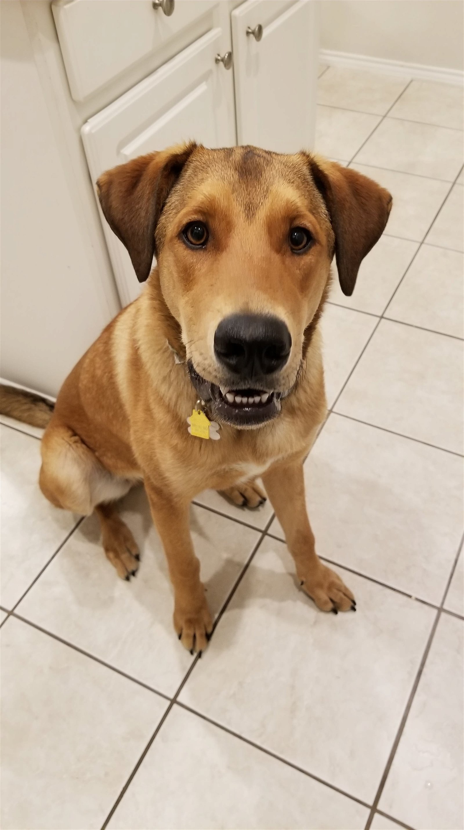 adoptable Dog in Wylie, TX named Hobbs