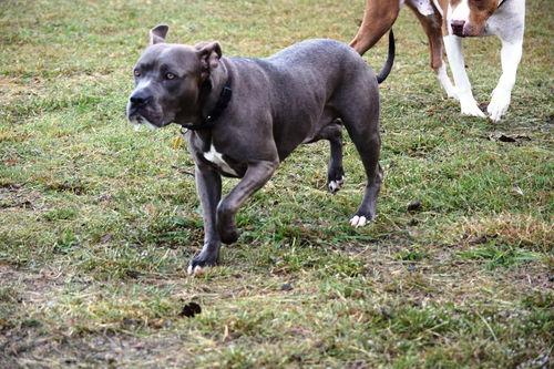 Rocco
