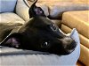 adoptable Dog in wylie, TX named Jack Black