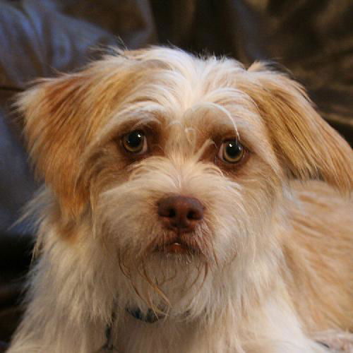 Cooper