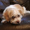 Cooper