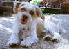 Cooper