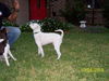 Mr Bojangles