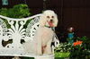 Mr Bojangles