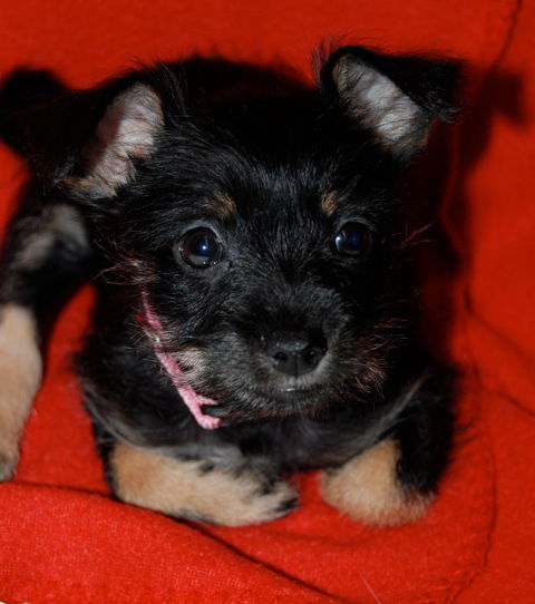 Cocoa Bean