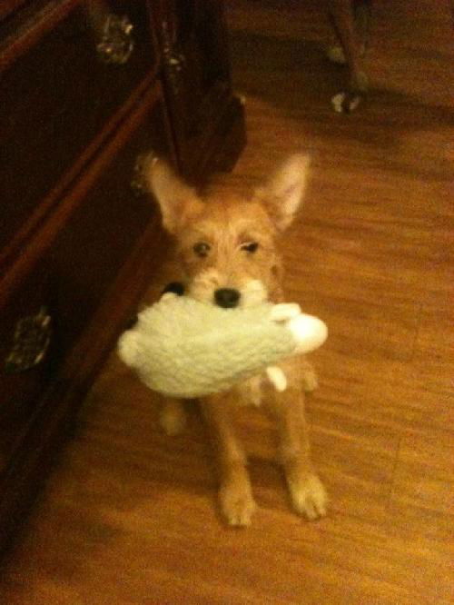 Cooper