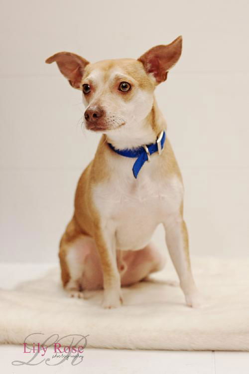 Chopper aka Buddy