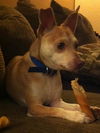 Chopper aka Buddy