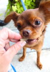 Cinnamon