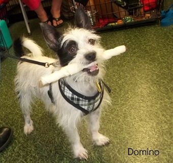 Domino