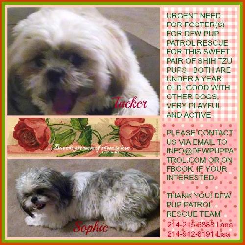 Dfw shih best sale tzu rescue