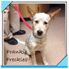 Frankie Freckles