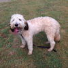 Molly