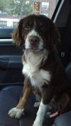 Chauncey