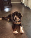 Chauncey