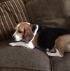 Regal Beagle