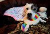 Cookie - Photo 1
