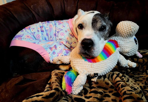 COOKIE - Pit Bull Terrier available for adoption