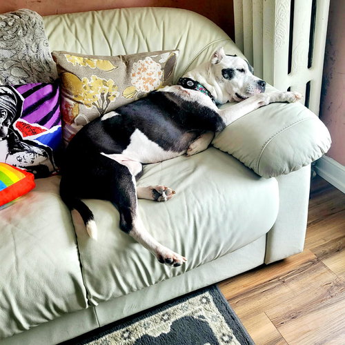 COOKIE - Pit Bull Terrier available for adoption