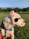 Cookie - Photo 17