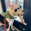 Cookie - Photo 18