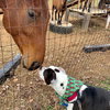 Cookie - Photo 19