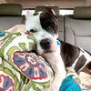 Cookie - Photo 10