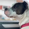 Cookie - Photo 14