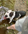 Cookie - Photo 9