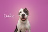 Cookie - Photo 6